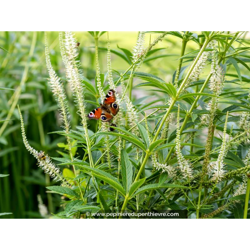 LIATRIS spicata 'Floristan White'