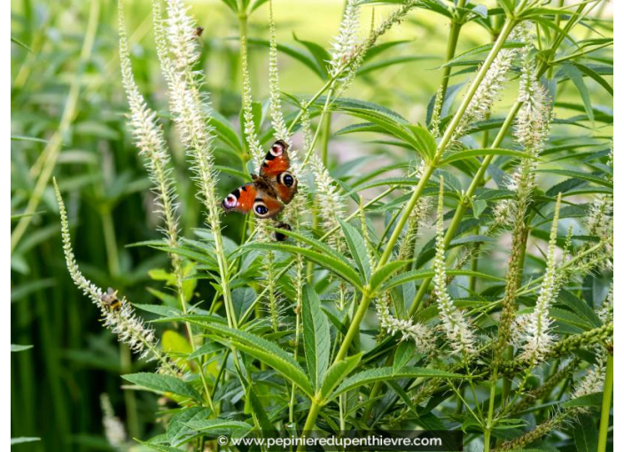 LIATRIS spicata 'Floristan White'