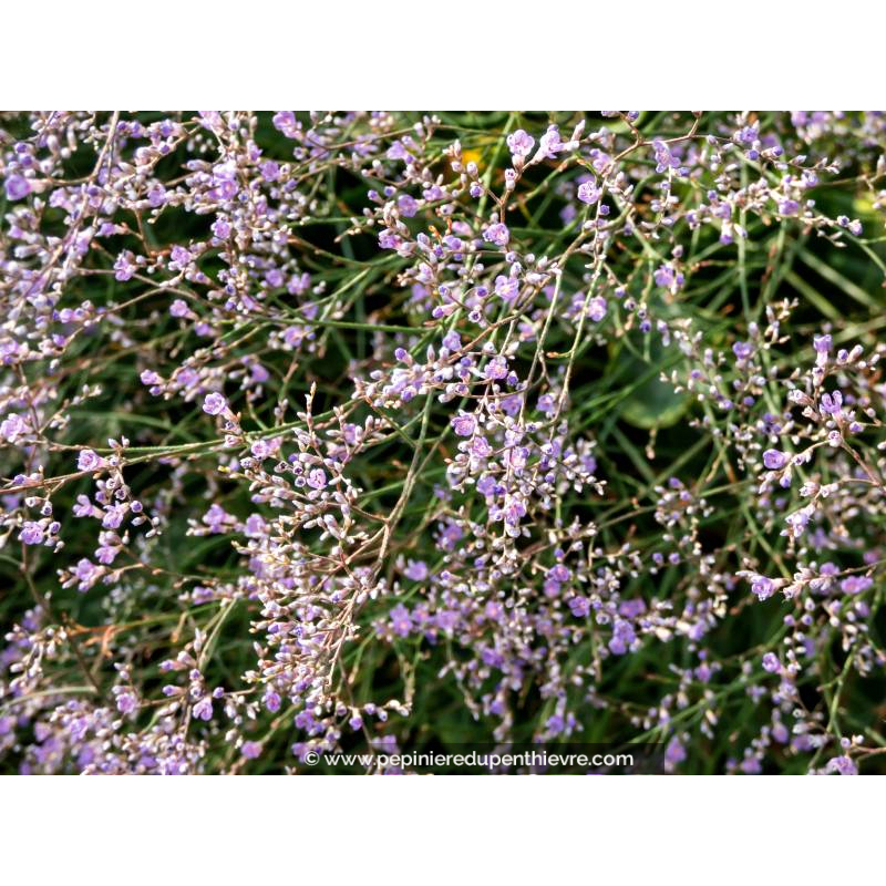LIMONIUM platyphyllum
