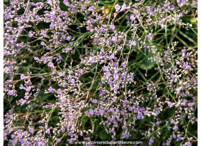 LIMONIUM platyphyllum