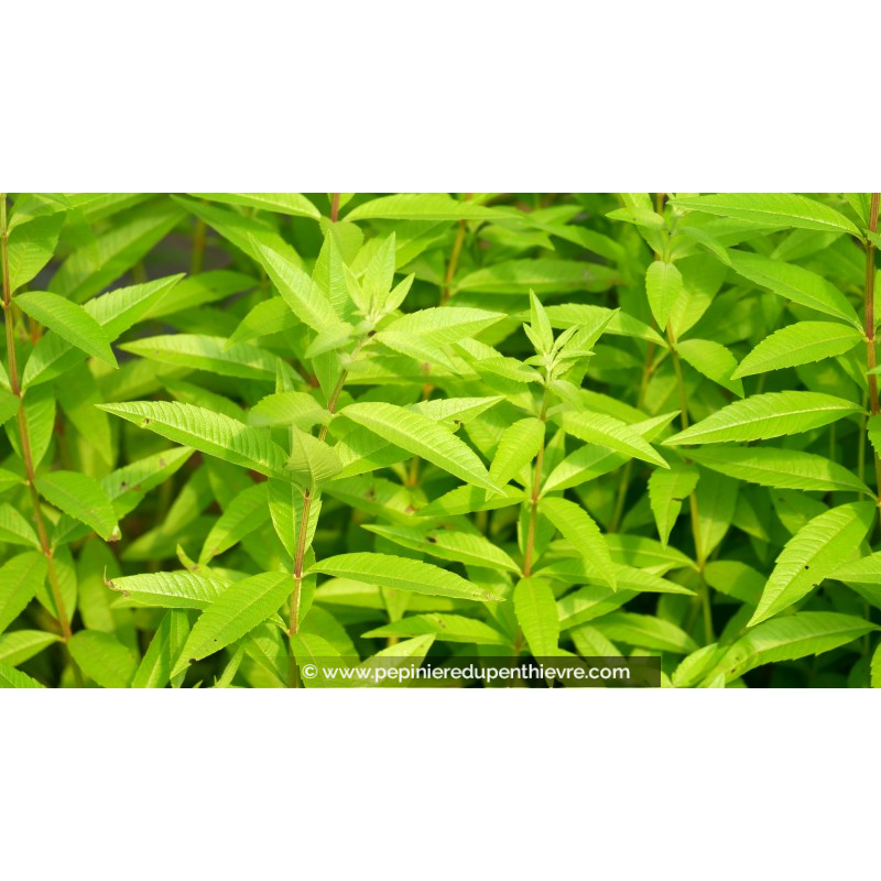 LIPPIA citriodora - Verveine citronnelle