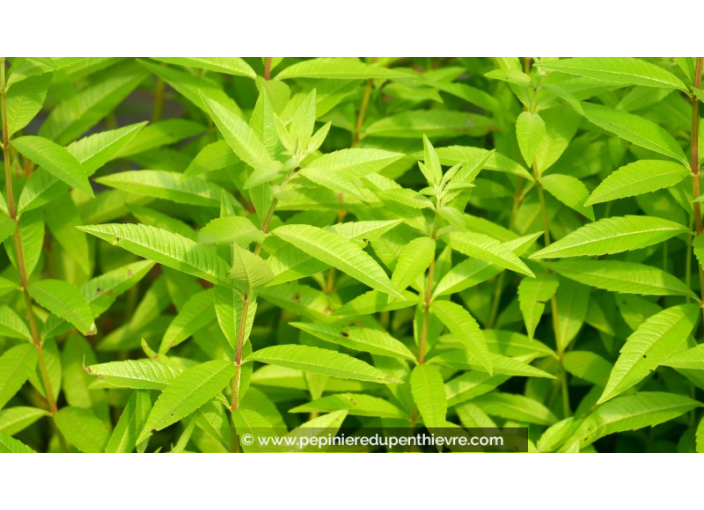 LIPPIA citriodora - Verveine citronnelle
