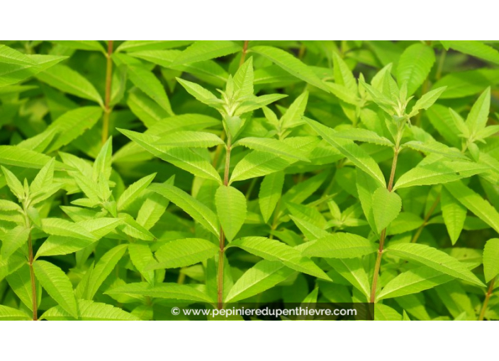 LIPPIA citriodora - Verveine citronnelle