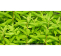 LIPPIA citriodora - Verveine citronnelle