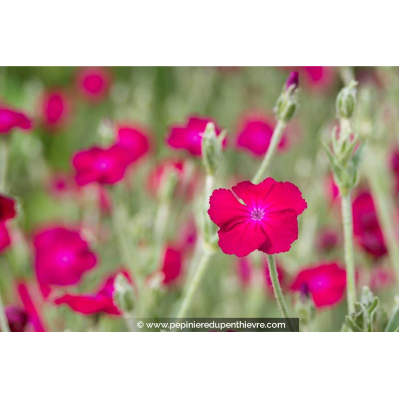 LYCHNIS coronaria 'Atrosanguinea'