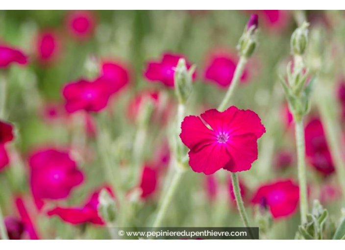 LYCHNIS coronaria 'Atrosanguinea'
