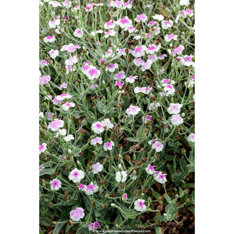 LYCHNIS coronaria 'Oculata'