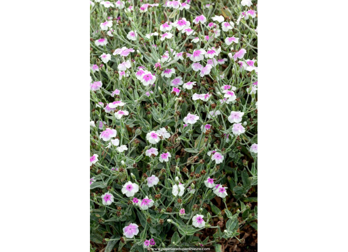 LYCHNIS coronaria 'Oculata'
