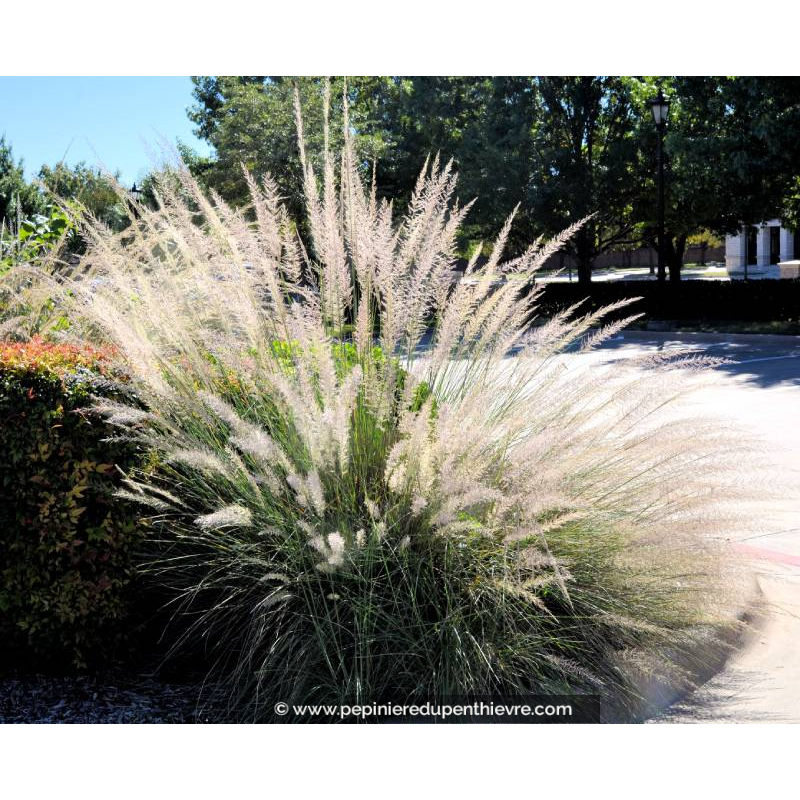 MUHLENBERGIA lindheimeri