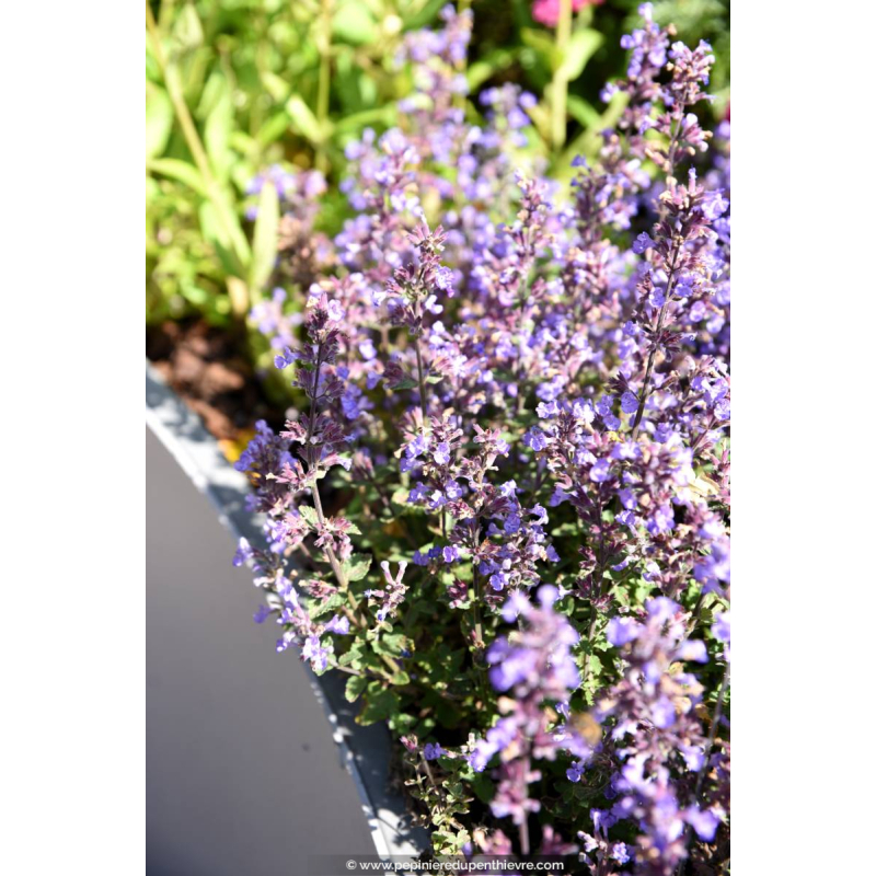 NEPETA 'Purrsian Blue'