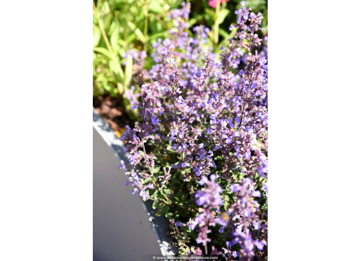NEPETA 'Purrsian Blue'