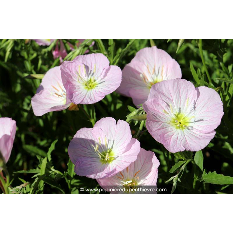 OENOTHERA 'Siskiyou'
