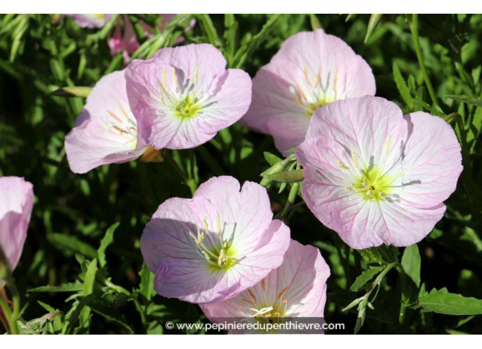 OENOTHERA 'Siskiyou'