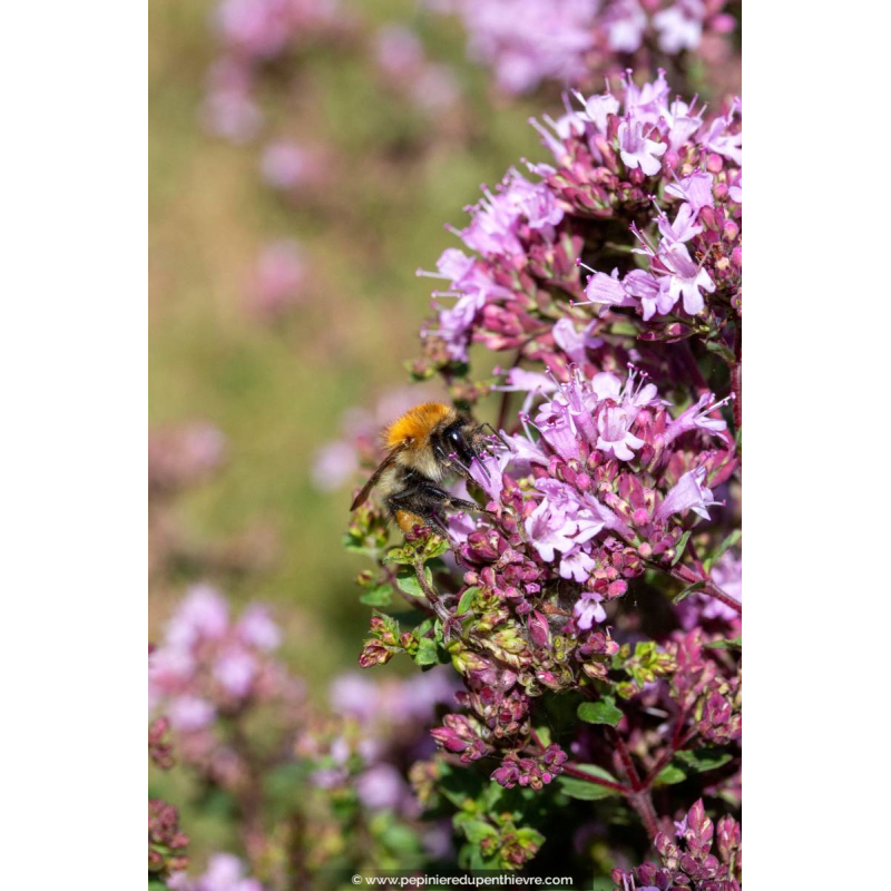 ORIGANUM laevigatum 'Herrenhausen'