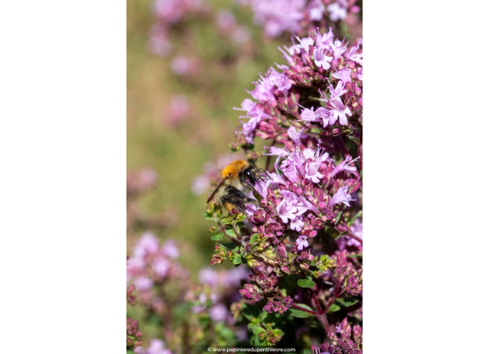 ORIGANUM laevigatum 'Herrenhausen'