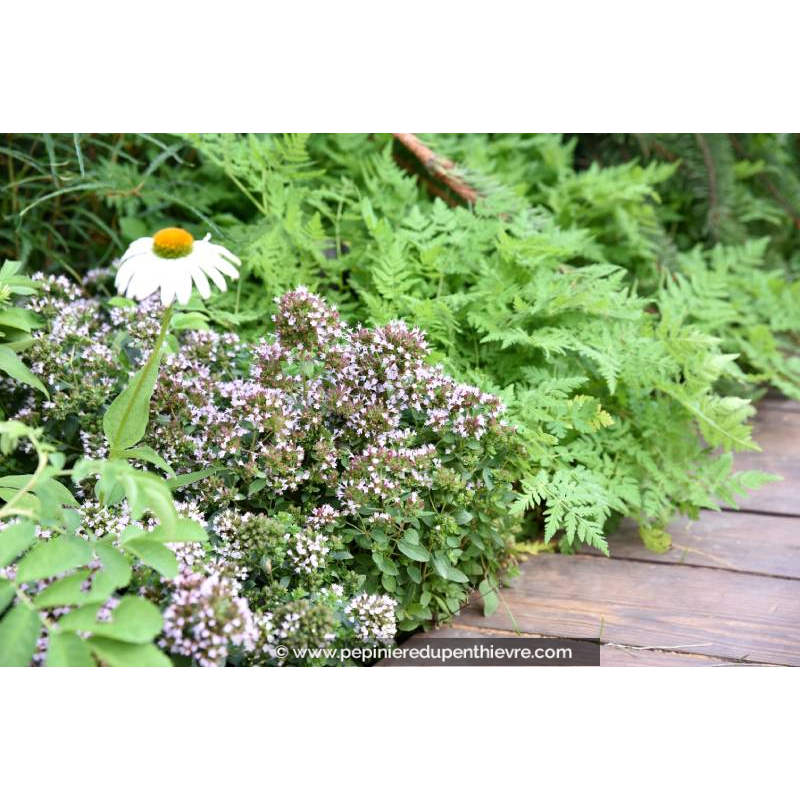 ORIGANUM vulgare 'Compactum'