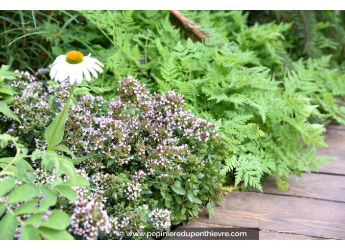 ORIGANUM vulgare 'Compactum'