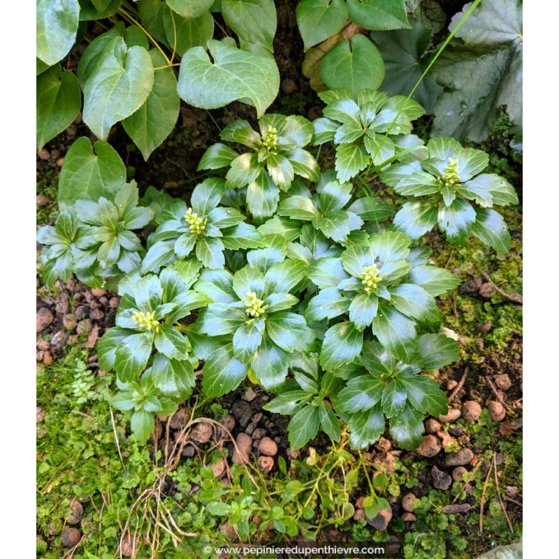 PACHYSANDRA terminalis 'Green Carpet'