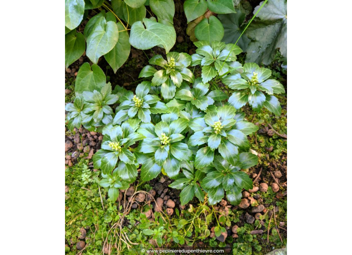 PACHYSANDRA terminalis 'Green Carpet'