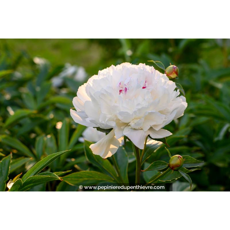PAEONIA lactiflora 'Festiva Maxima'