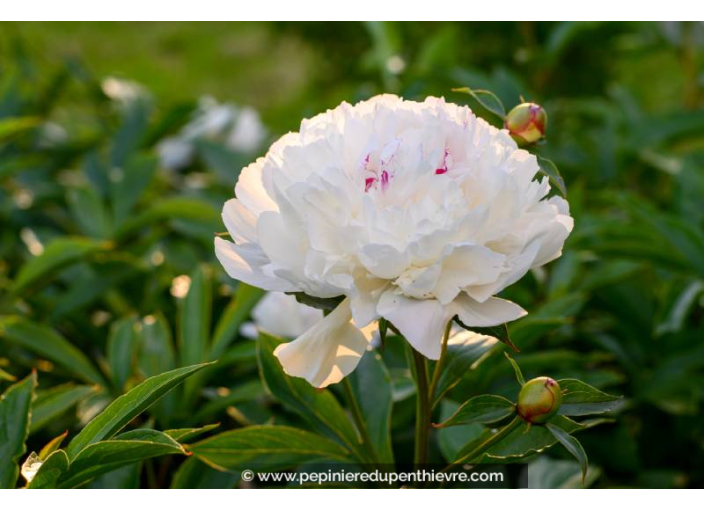 PAEONIA lactiflora 'Festiva Maxima'