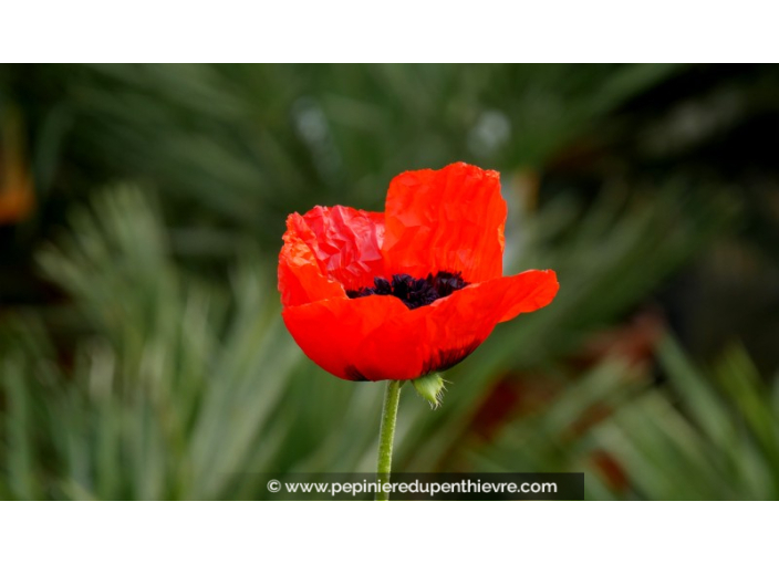 PAPAVER orientale 'Allegro'