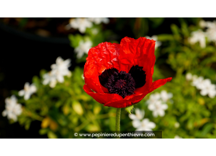 PAPAVER orientale 'Allegro'