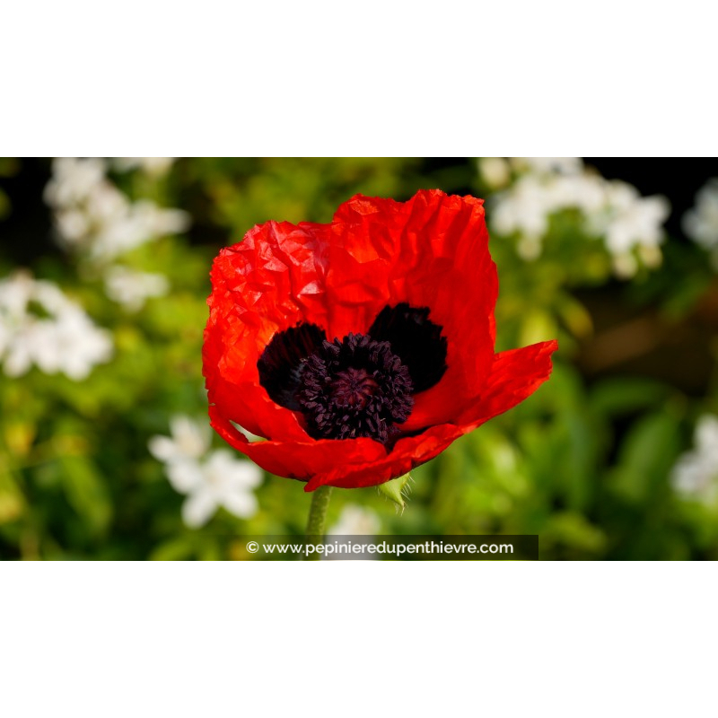 PAPAVER orientale 'Allegro'