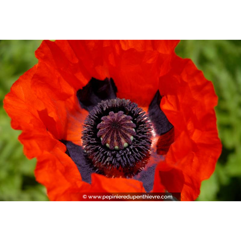 PAPAVER orientale 'Brillant'