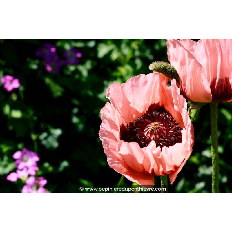 PAPAVER orientale 'Princess Victoria Louise'