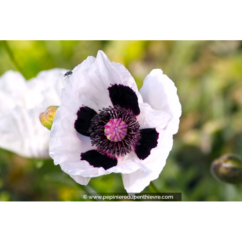 PAPAVER orientale 'Royal Wedding'