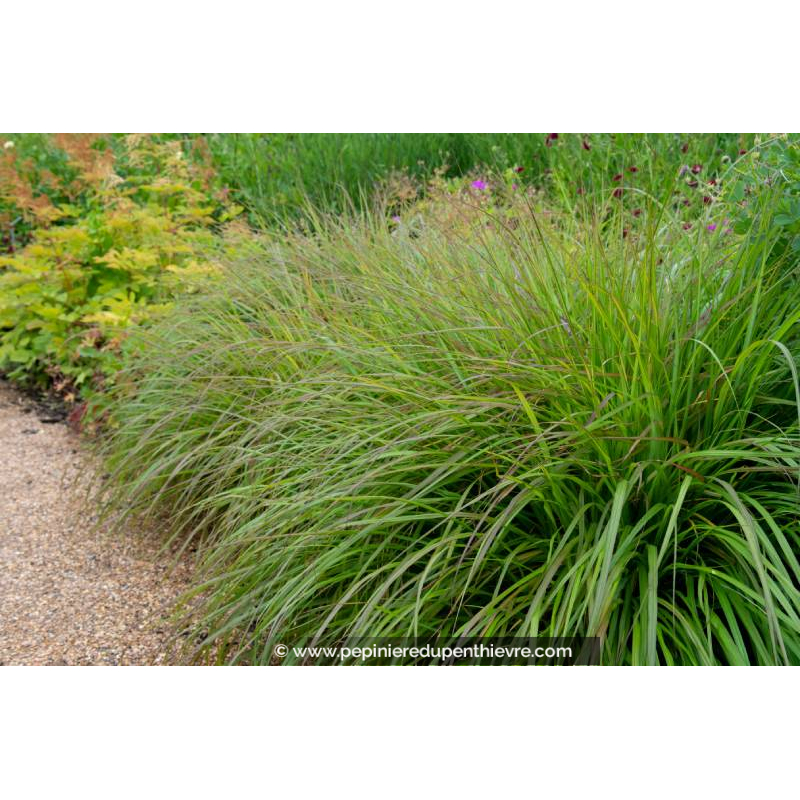 PENNISETUM alopecuroides 'Moudry'