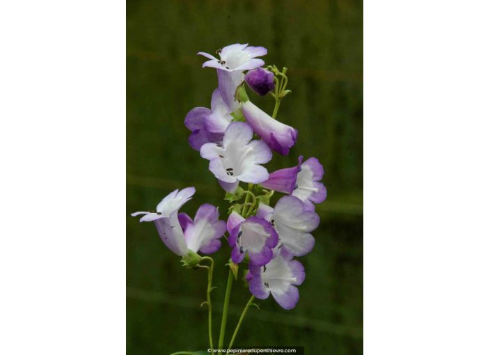 PENSTEMON 'Alice Hindley'