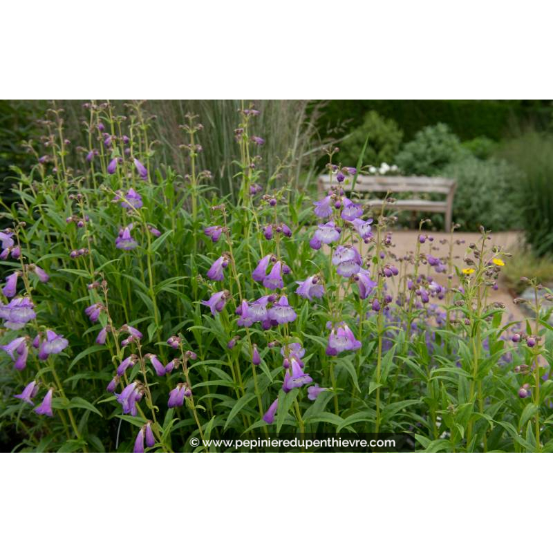 PENSTEMON 'Alice Hindley'