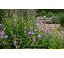 PENSTEMON 'Alice Hindley'