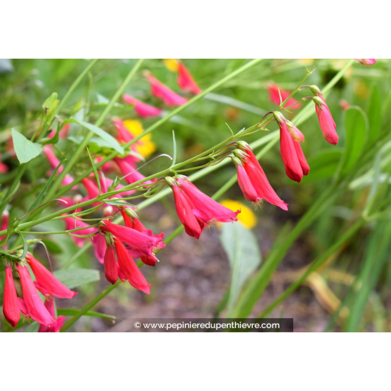 PENSTEMON barbatus 'Coccineus'