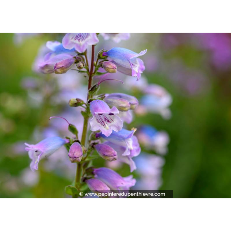 PENSTEMON 'Sour Grapes'