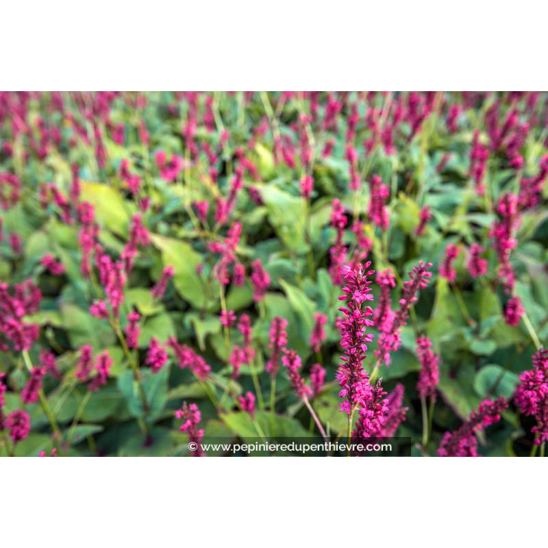 PERSICARIA amplexicaulis 'Speciosa'