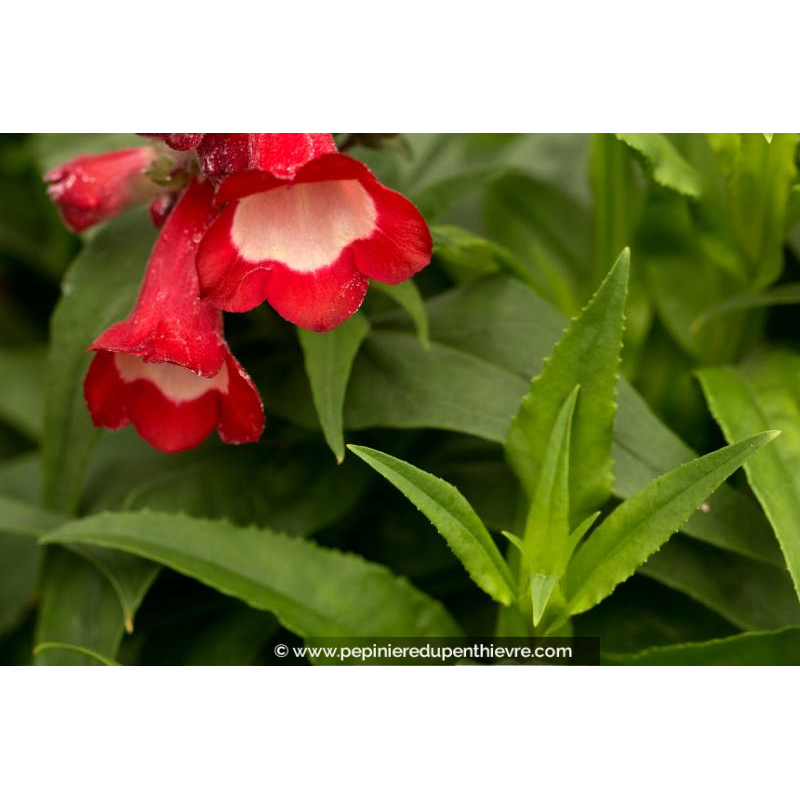 PENSTEMON 'Rubicundus'