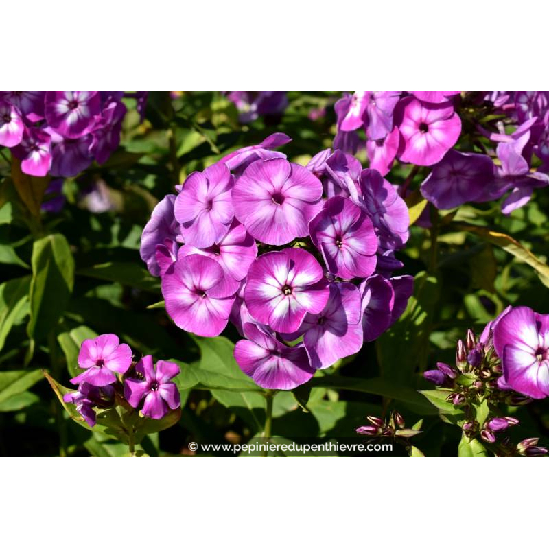 PHLOX paniculata 'Laura'