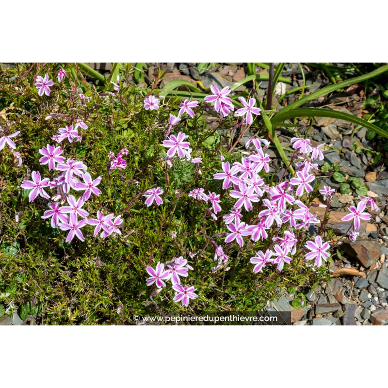 PHLOX subulata 'Kimono'
