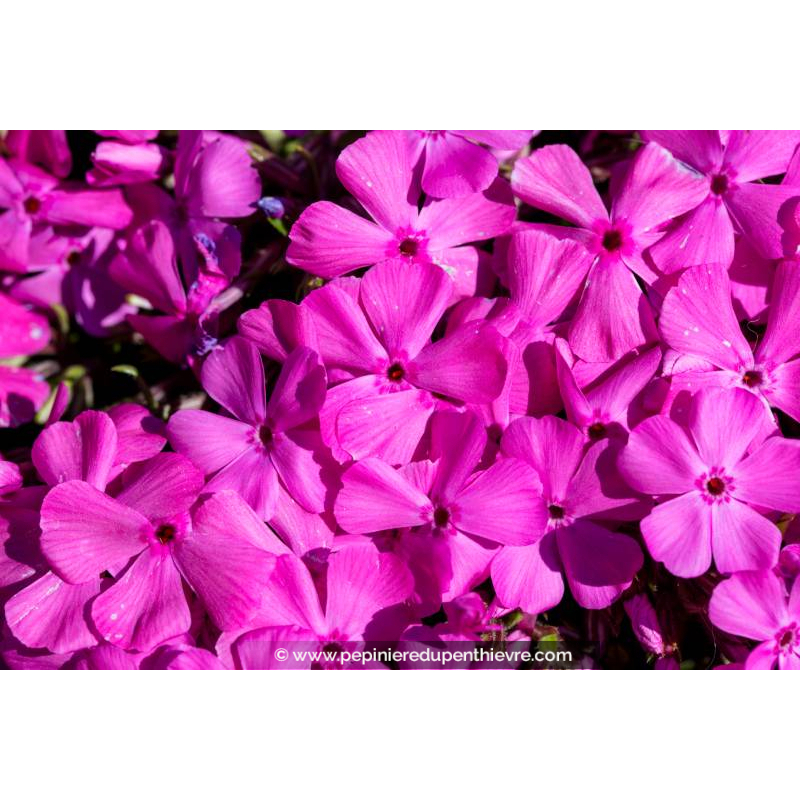 PHLOX subulata 'Mc Daniel's Cushion'