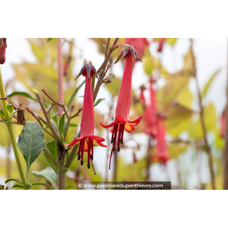 PHYGELIUS 'African Queen'