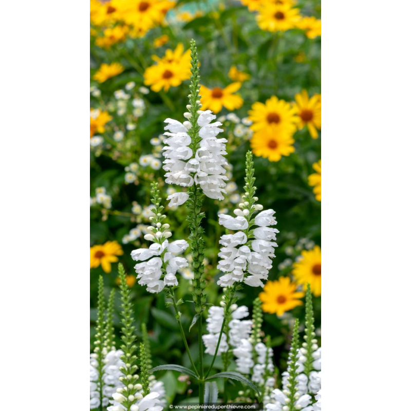 PHYSOSTEGIA 'Crystal Peak White'
