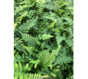 POLYPODIUM vulgare