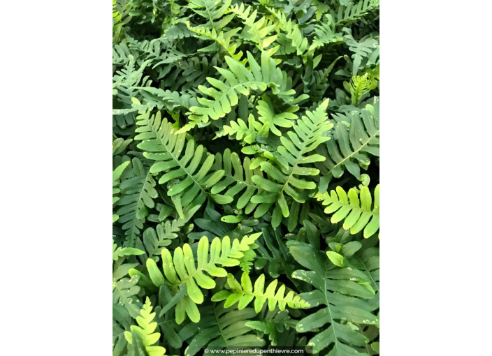 POLYPODIUM vulgare