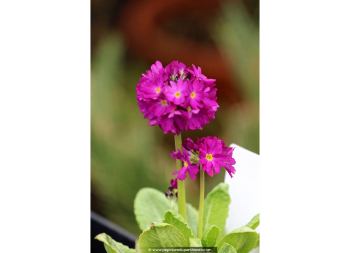 PRIMULA denticulata 'Rubin'