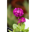 PRIMULA denticulata 'Rubin'