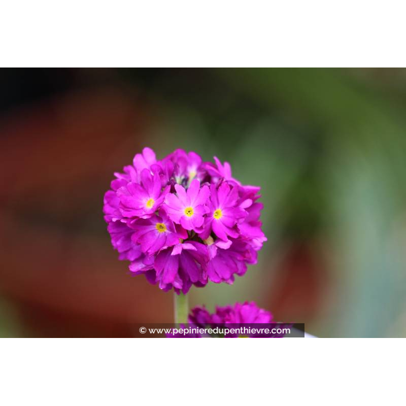 PRIMULA denticulata 'Rubin'