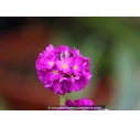 PRIMULA denticulata 'Rubin'